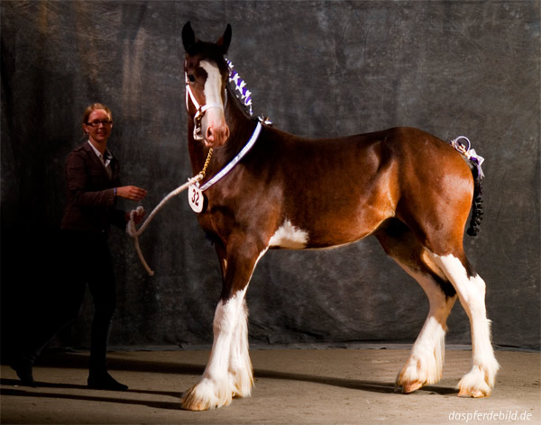 Shirehorse