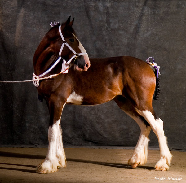 Shirehorse daspferdebild Klaus Leuschner Fotografie